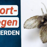 Abfluss Fliegen Loswerden ❌ So Wirst Du Abortfliegen (Schmetterlingsmücken)  Los! Throughout Fliegen Im Badezimmer