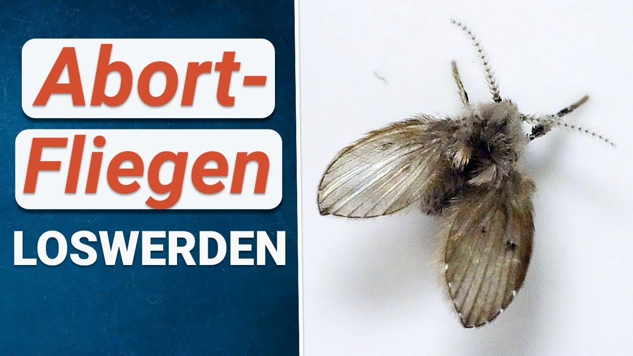 Abfluss Fliegen Loswerden ❌ So Wirst Du Abortfliegen (Schmetterlingsmücken)  Los! throughout Fliegen Im Badezimmer